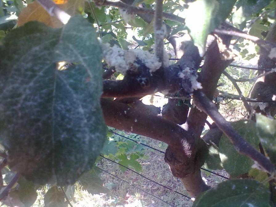 Name:  17072011194.jpg
Views: 1217
Size:  90.3 KB
